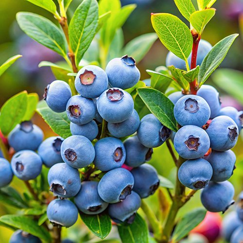Blueberries