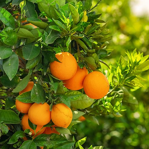 Oranges
