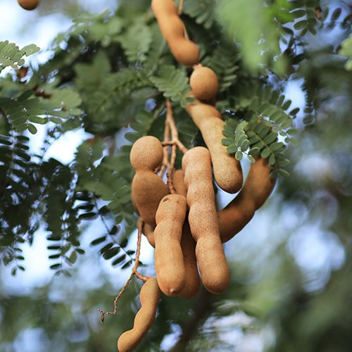 Sweet Tamarinds